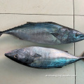 مادة خام المجمدة كلها بونيتو ​​السمكة skipjack التونة